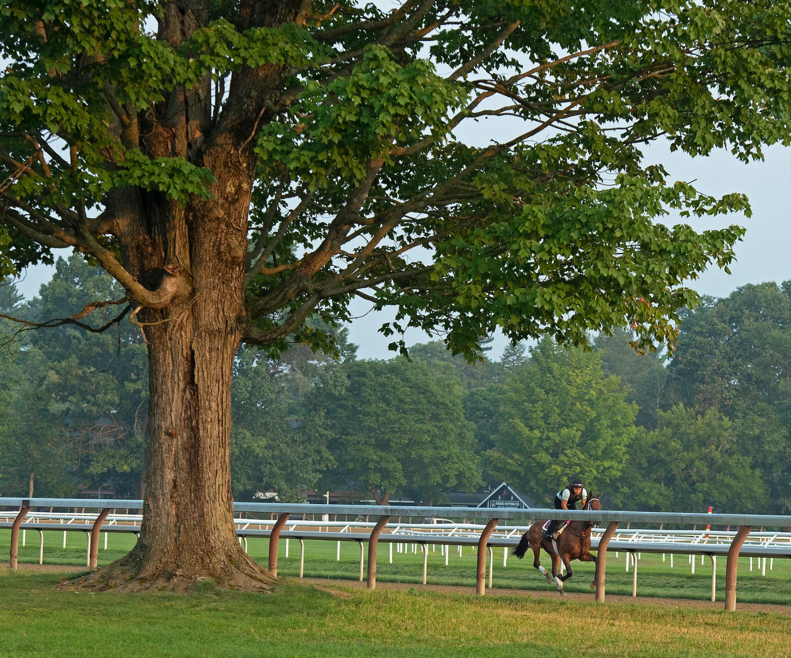 A thoroughbred galloping past a great maple at the Oklahoma Training Track in Saratoga Springs