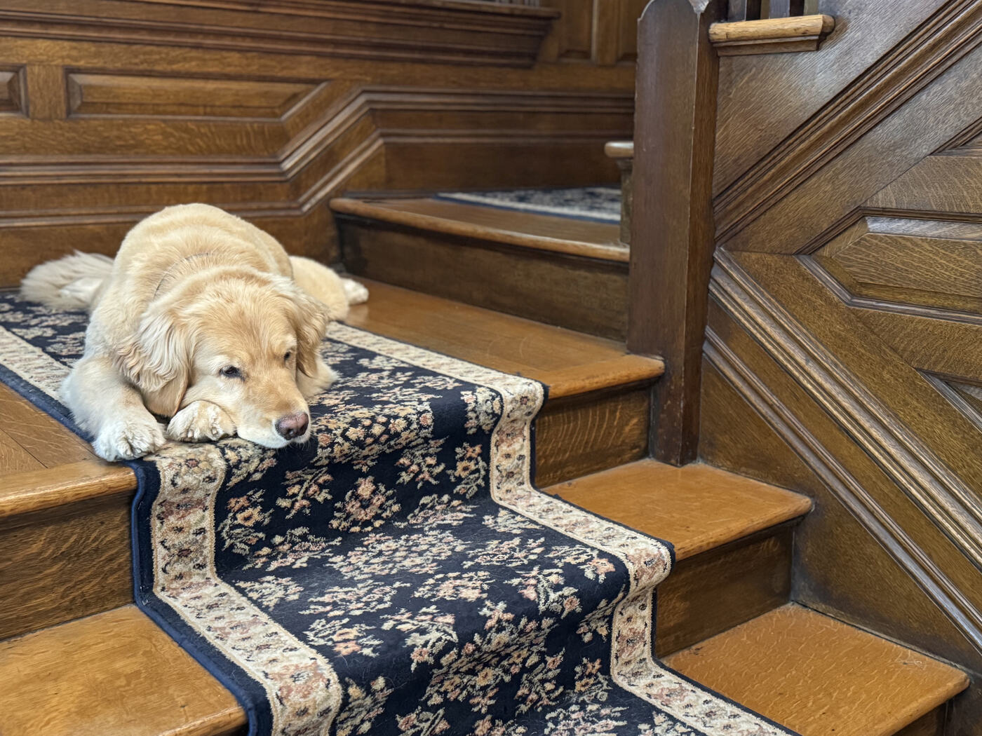 The house dog on the stair runner at the Union Avenue Thoroughbred Club